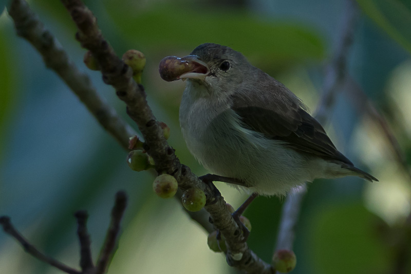 Geelsnavelhoningvogel